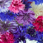 Cornflower Edible Flowers - Image 3