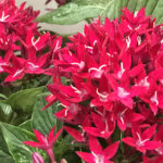 Egyptian Star Edible Flowers - Image 2