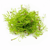 fennel cress for sale in uae at freshleafuae