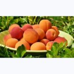 APRICOT YUBILEYNIY - Image 2