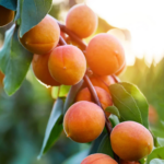 Apricot Shalack - Image 4