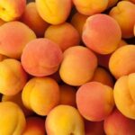 Apricot Shalack - Image 3