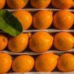 Lemon Uzbekistan - Image 3