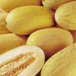 Melon MINI TORPEDO - Image 3