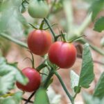 TOMATO PINK SOFT - Image 4
